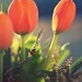 ten tulips by pocketmouse
