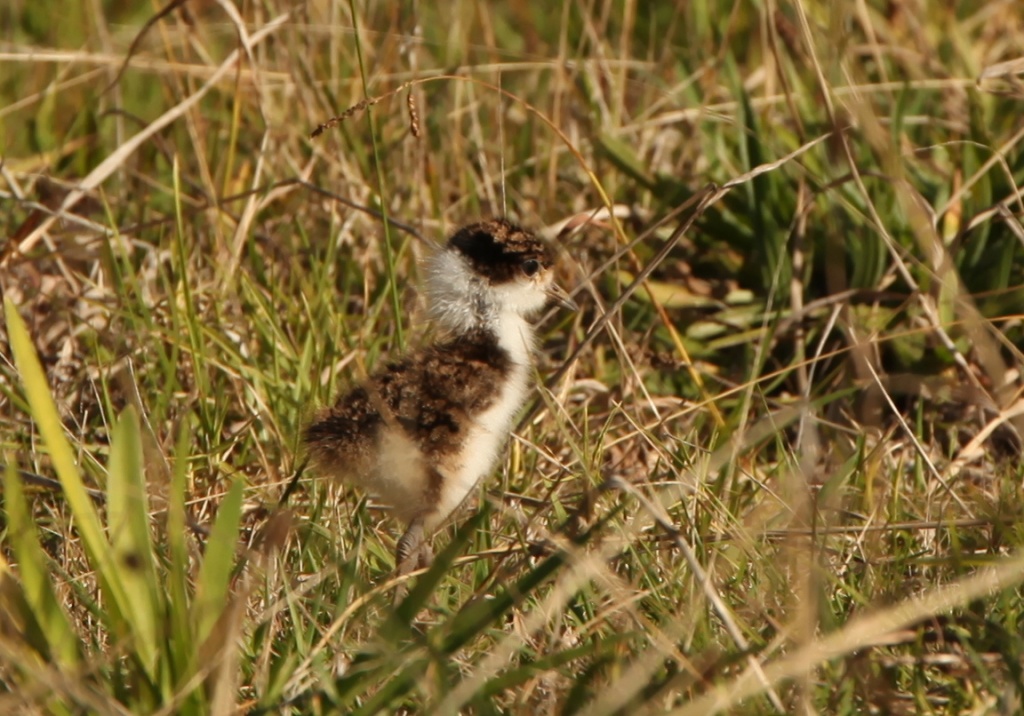 Masked Lapwing chick - I always thought they were called plovers - but now I'm advised they are lapwings  by lbmcshutter