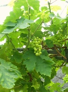 10th Aug 2011 - Fruit of the Vine. 