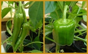10th Aug 2011 - pepper crop