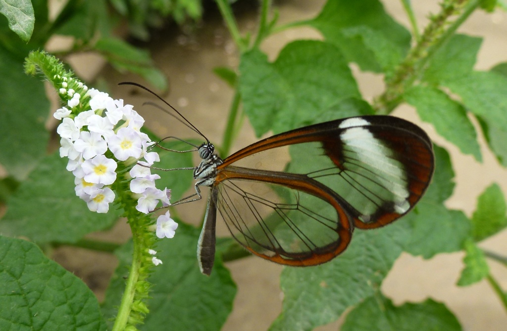 Elusive butterfly by dulciknit