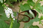 10th Aug 2011 - Elusive butterfly
