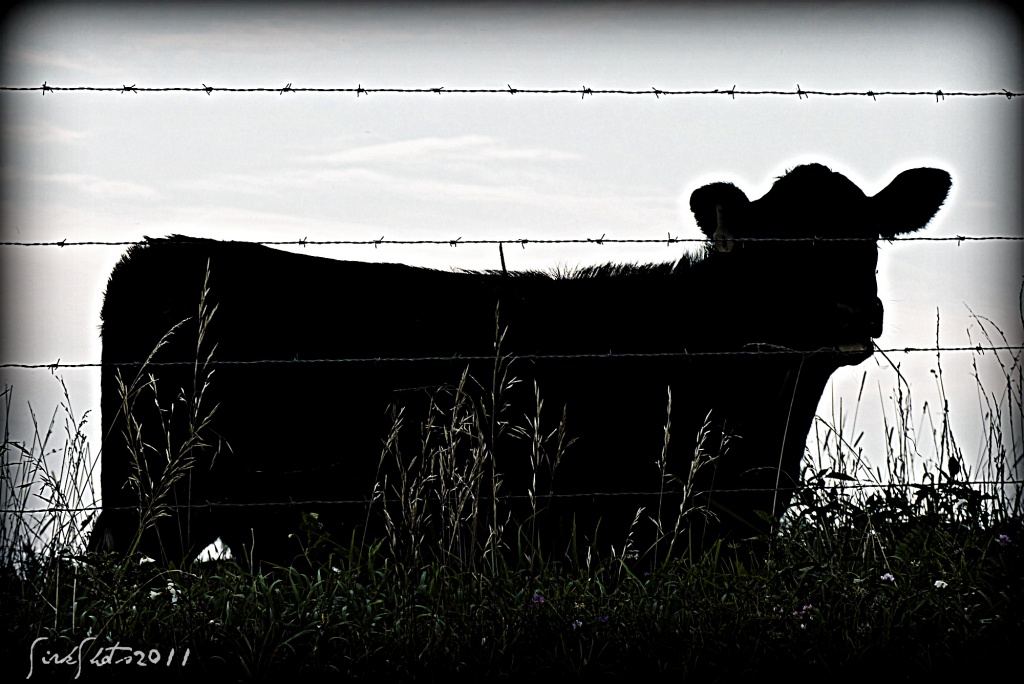 A Cow!! by peggysirk