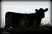 10th Aug 2011 - A Cow!!