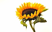 10th Aug 2011 - Sunflower