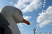 11th Aug 2011 - Big Bird