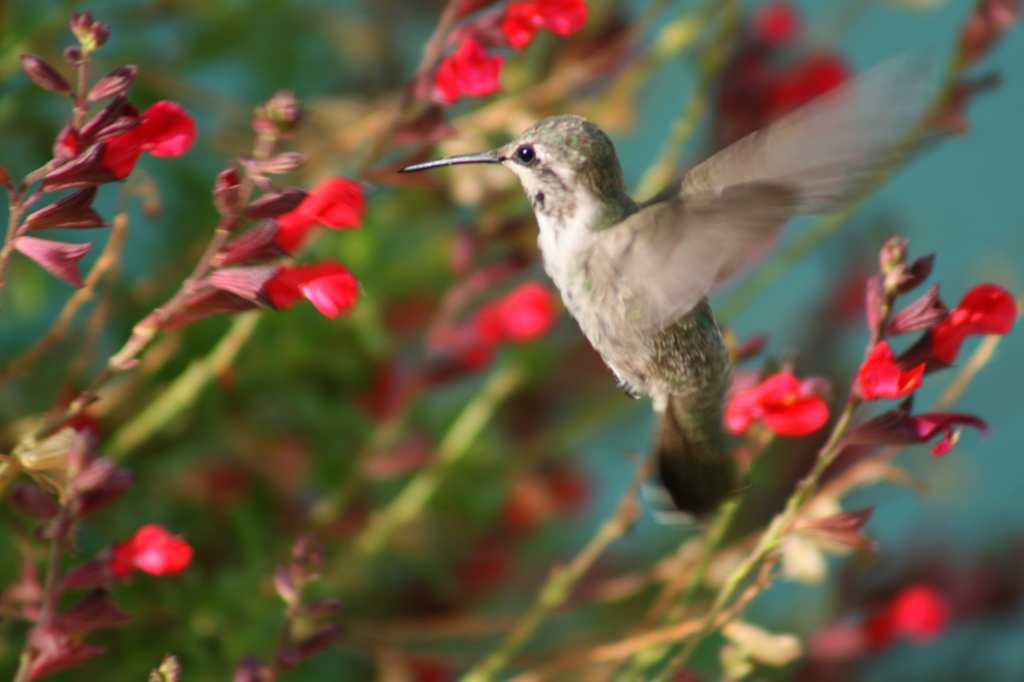 Yet Another Hummingbird by kerristephens