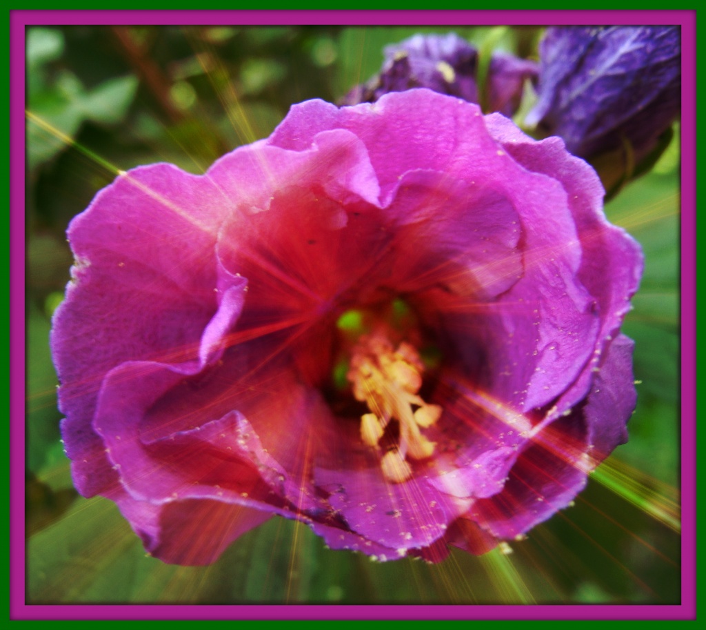 Purple Hibiscus  by busylady