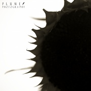 11th Aug 2011 - sunflower too
