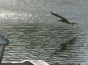 11th Aug 2011 - Pelican in flight