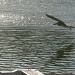 Pelican in flight by pandorasecho