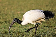 9th Aug 2011 - African Sacred Ibis