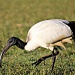 African Sacred Ibis by eleanor