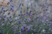 11th Aug 2011 - Lavender
