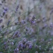 Lavender by parisouailleurs