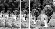 11th Aug 2011 - Just for fun: The cat who walks