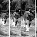 Just for fun: The cat who walks by parisouailleurs