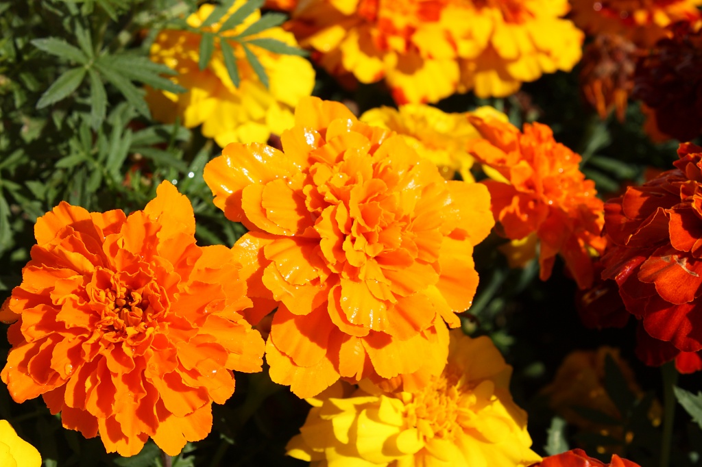 Pretty marigolds by eleanor