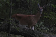 11th Aug 2011 - Deer Me!