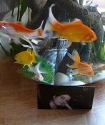 8th Aug 2011 - The fish love Bekki
