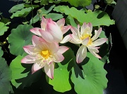 11th Aug 2011 - lotus flowers.