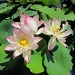 lotus flowers. by pleiotropy