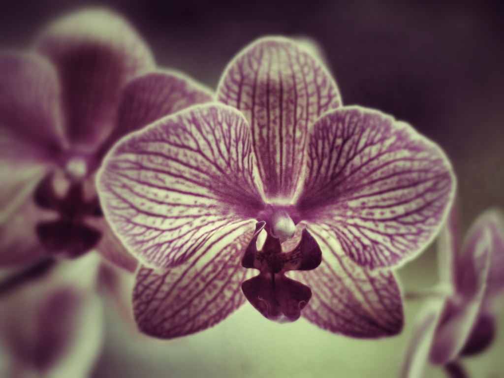 Orchid by mattjcuk