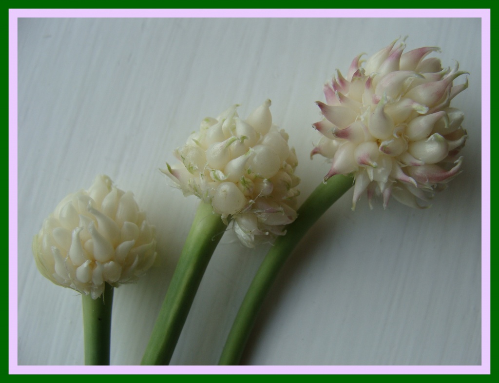 garlic flowers by busylady