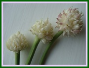 12th Aug 2011 - garlic flowers