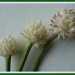 garlic flowers by busylady