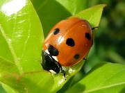 9th Aug 2011 - Ladybird and leaves