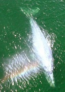 12th Aug 2011 - Mama grey Whale