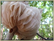 12th Aug 2011 - Strange Mushroom