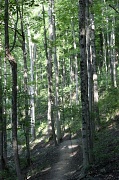 12th Aug 2011 - Tall Trees