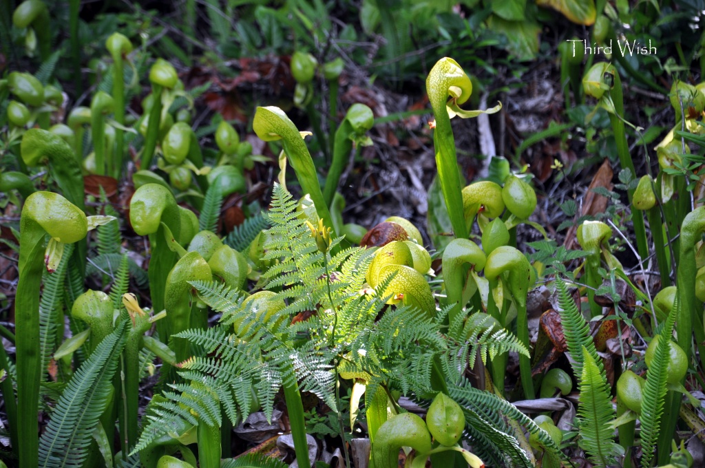 Darlingtonia Forest by mamabec