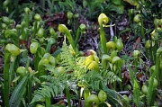 12th Aug 2011 - Darlingtonia Forest