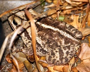 12th Aug 2011 - Camo Toad