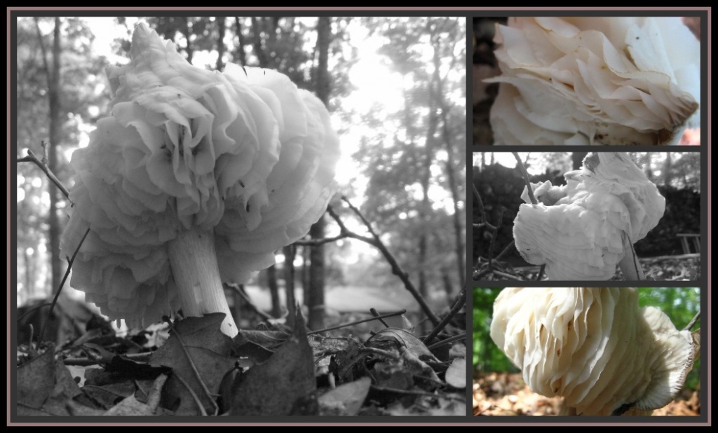 Strange Mushroom Collage by olivetreeann