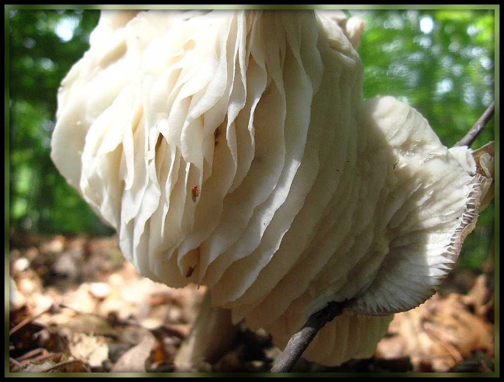 Strange Mushroom 2 by olivetreeann