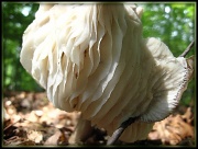 9th Jun 2011 - Strange Mushroom 2