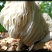 Strange Mushroom 2 by olivetreeann