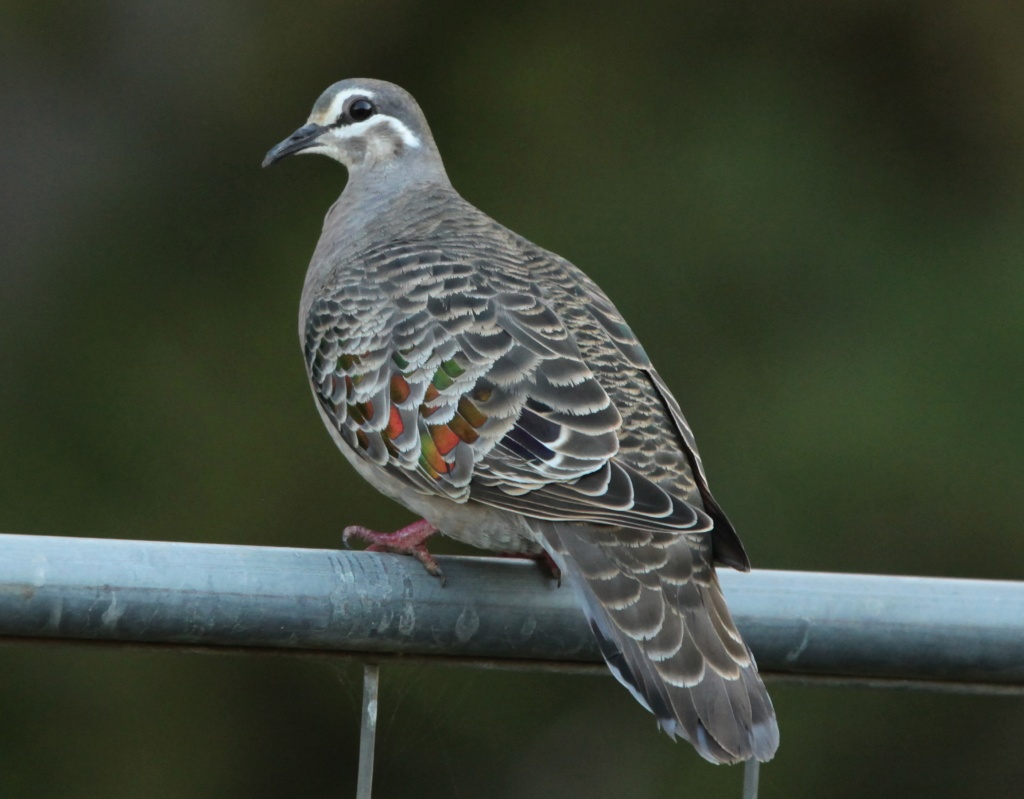 Callum's choice: My 4 1/2 yo nephew pointed out this Common Bronzewing when we wen out for a walk by lbmcshutter