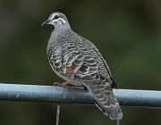 13th Aug 2011 - Callum's choice: My 4 1/2 yo nephew pointed out this Common Bronzewing when we wen out for a walk