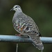 Callum's choice: My 4 1/2 yo nephew pointed out this Common Bronzewing when we wen out for a walk by lbmcshutter
