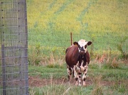 9th Aug 2011 - Unhappy Cow