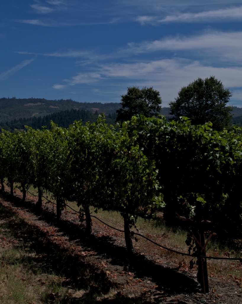 Old Vines by eudora