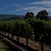 Old Vines by eudora