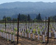 10th Aug 2011 - New vines