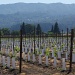 New vines by eudora