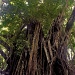 Old, Enchanted Balete Tree by iamdencio